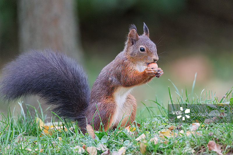 田野上的灰色松鼠特写图片素材