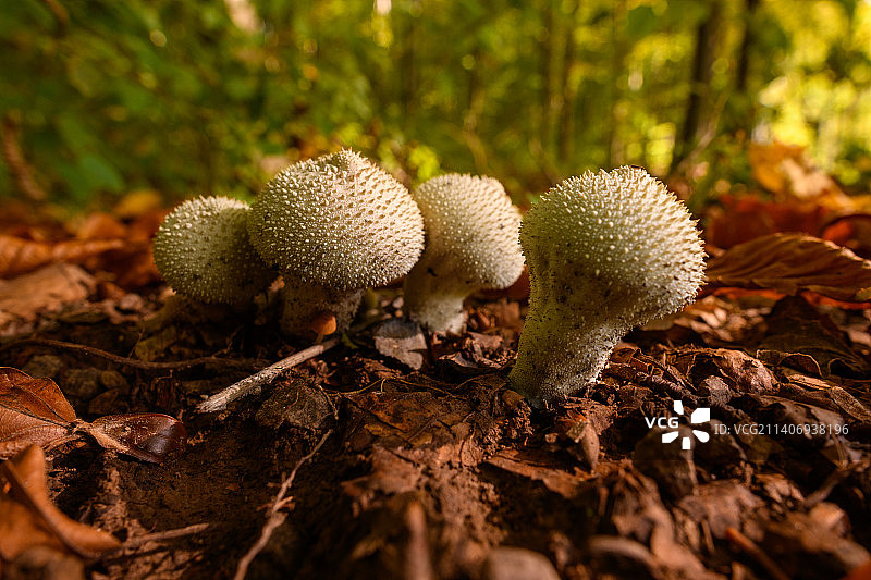 野生蘑菇背景（斯洛伐克）图片素材