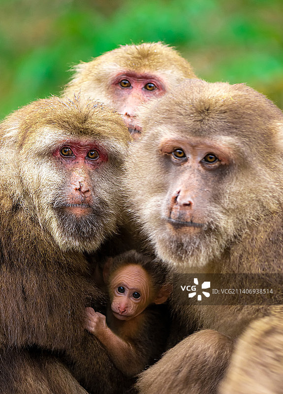 猴子的特写肖像一家人图片素材