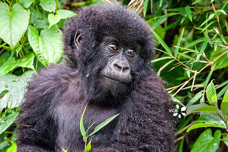 山地西部低地大猩猩看向远方的特写图片素材