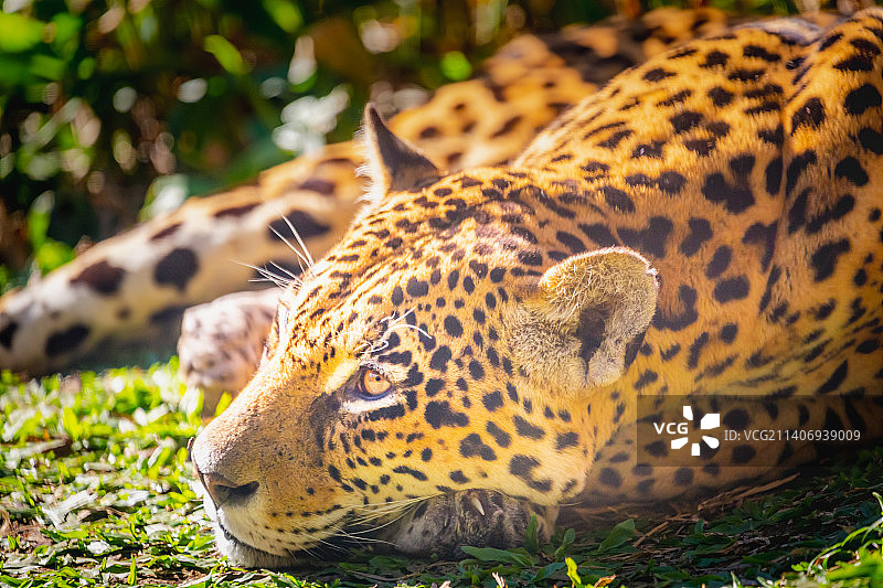 巴西潘塔纳尔湿地的美洲虎图片素材