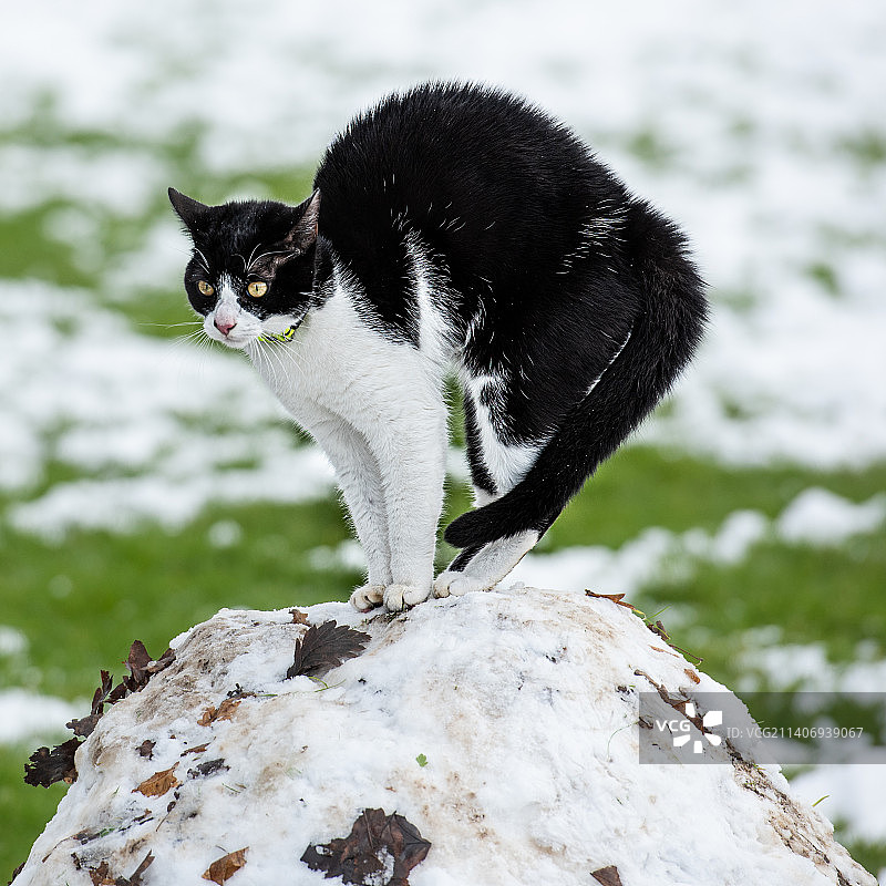 爱尔兰科林斯公园雪地上的猫咪特写图片素材