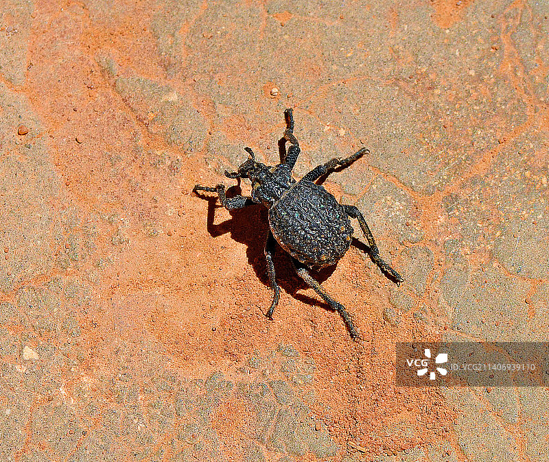 约旦佩特拉古城的居民图片素材