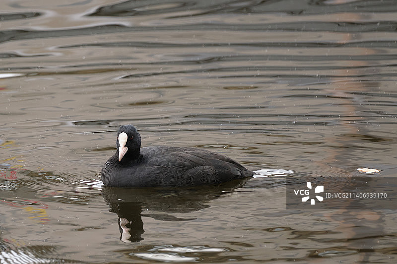 在拉脱维亚湖中游泳的鸭子图片素材