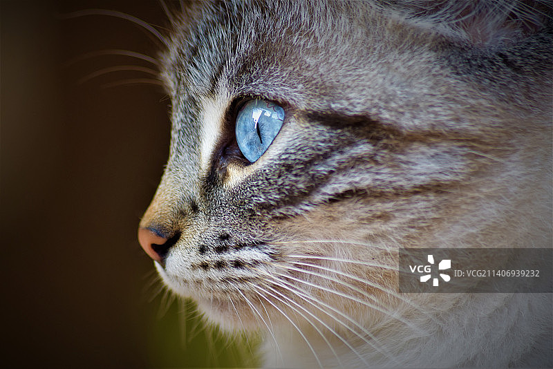 猫看向别处的特写图片素材