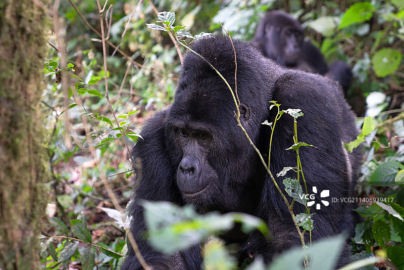 森林中植物间的猩猩家族特写图片素材