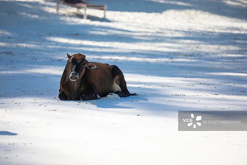 在美丽海滩上行走的小母牛图片素材
