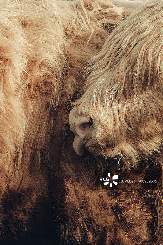 波兰的狗狗特写图片素材