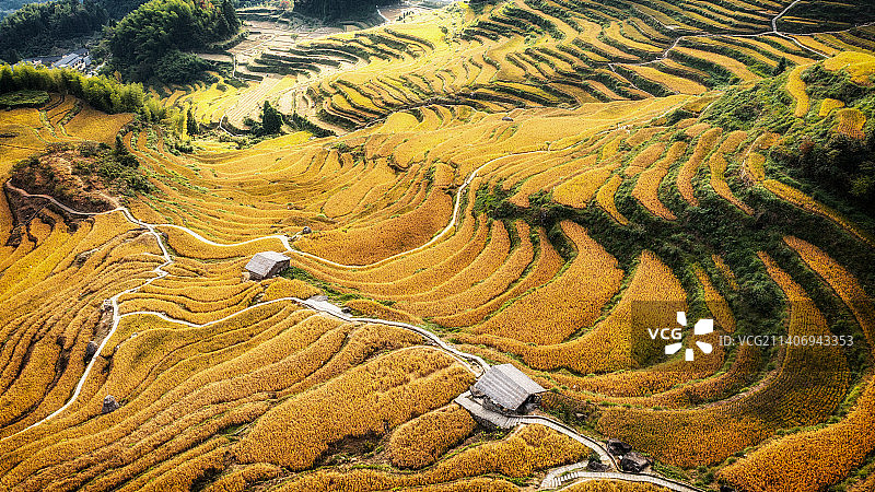 浙江丽水云和梯田秋季金黄水稻丰收季节图片素材