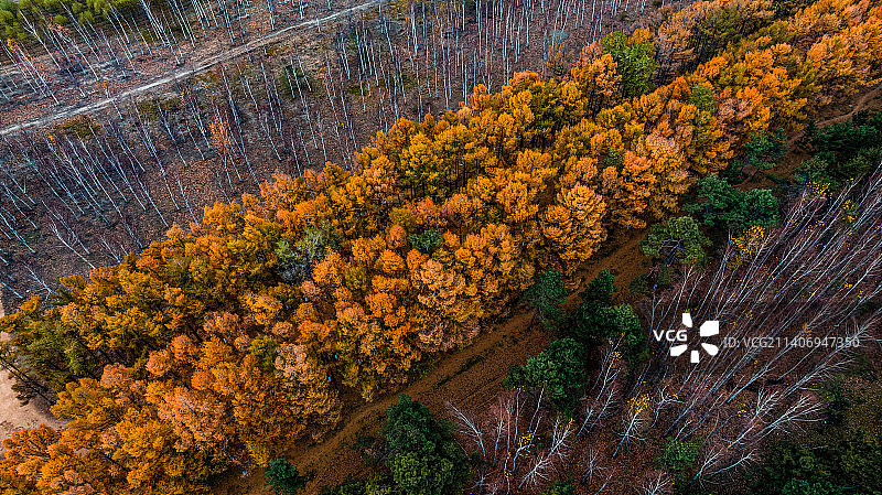 黄金大道-中国长春百木园秋季风景图片素材