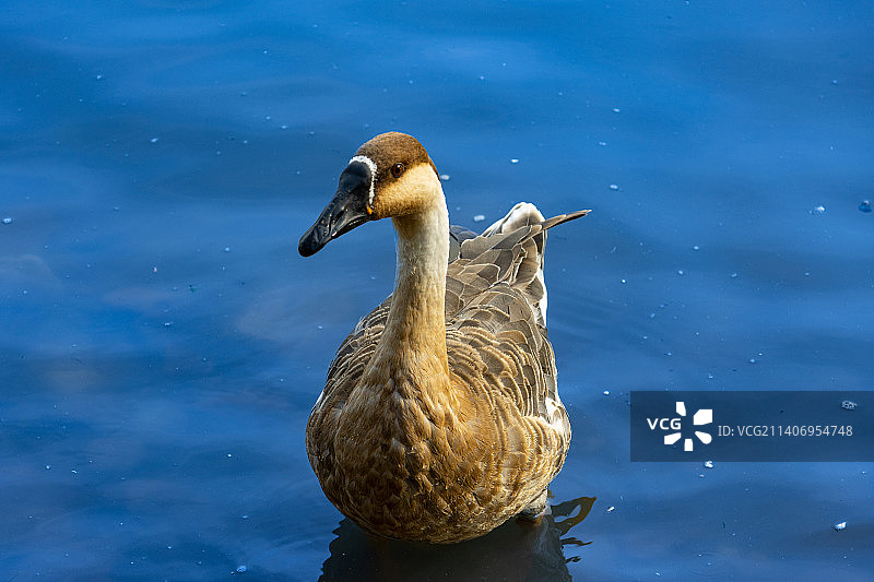 水中的鸿雁图片素材