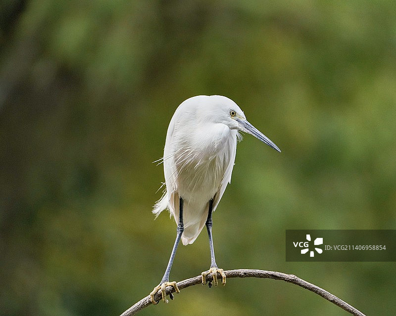 Aerobatics图片素材