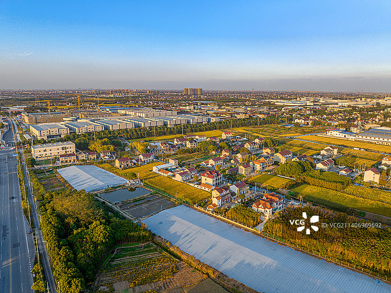 上海奉贤区海湾镇 五四农场 沿海滩涂围垦造田 盐碱土改良土壤 农业农村农民 水稻种植 秋收金色稻田图片素材