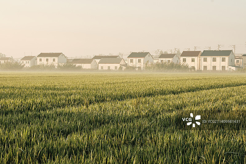 清晨时分的农村稻田图片素材