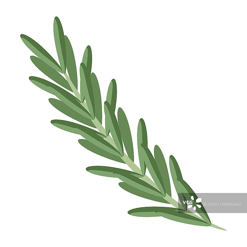 烹饪迷迭香图片图片素材