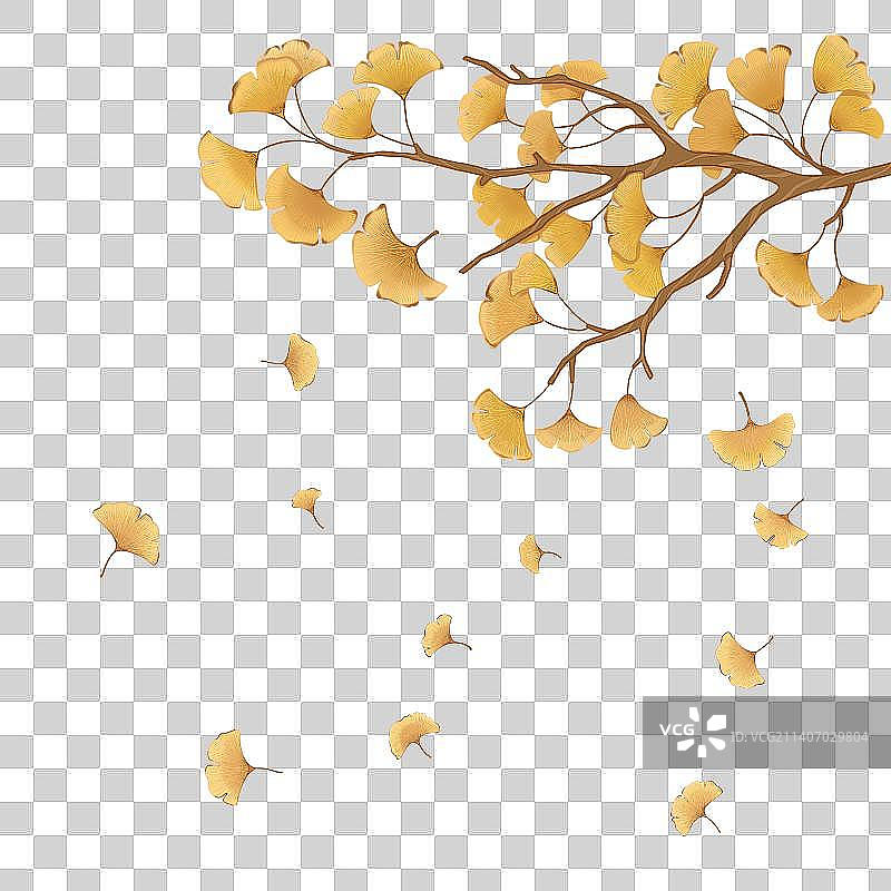 秋天的银杏树落叶免抠元素图片素材