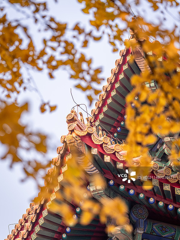 北京故宫西南角楼西华门秋季银杏图片素材