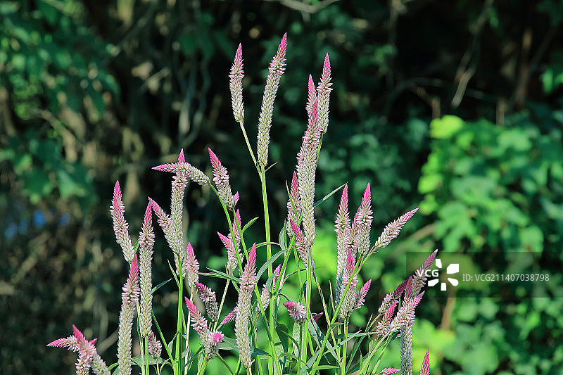 中药中医药草本苋科青葙属植物野生植物青葙花图片素材