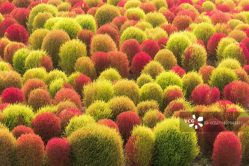 晴朗的天气，上海金山区花开海上公园地肤色彩艳丽图片素材