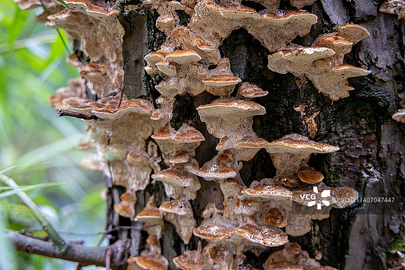 真菌界生物：枯木上生长的孔菌菌类图片素材