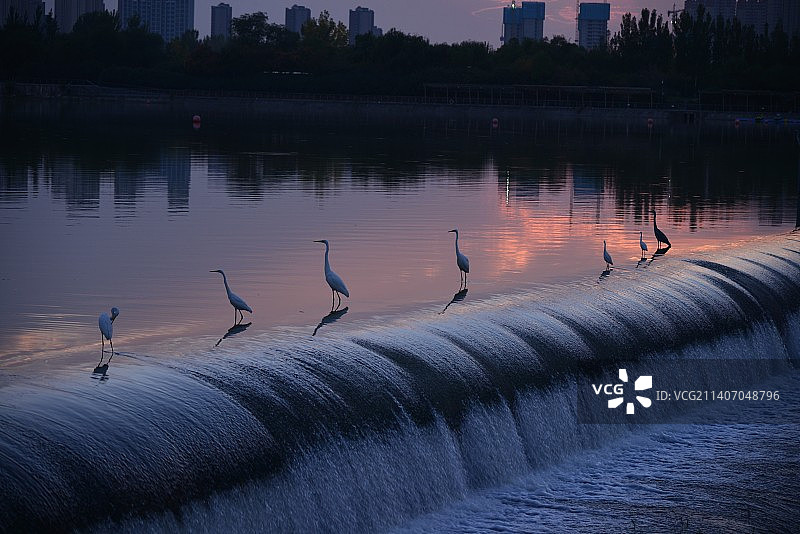 夕阳下的白鹭图片素材