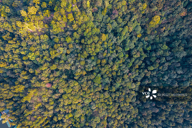 黔灵公园森林图片素材