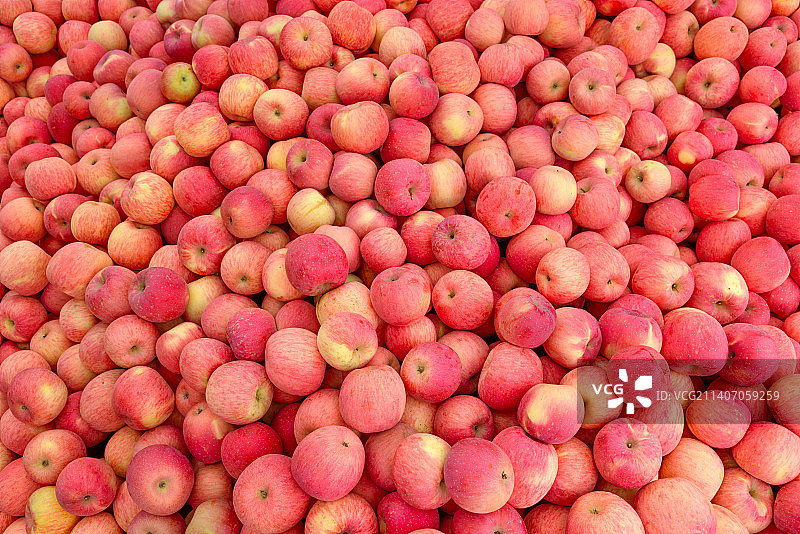 成熟的洛川红富士苹果图片素材