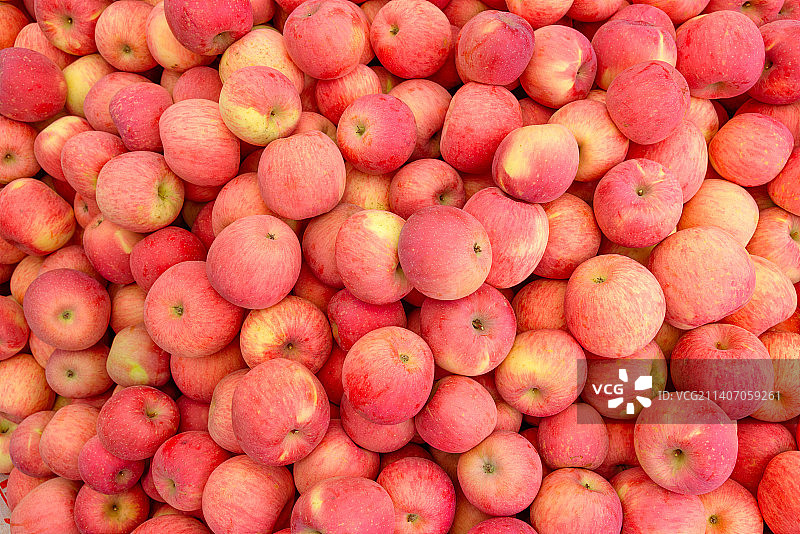 成熟的洛川红富士苹果图片素材