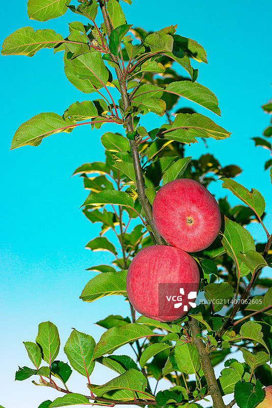 成熟的洛川苹果图片素材