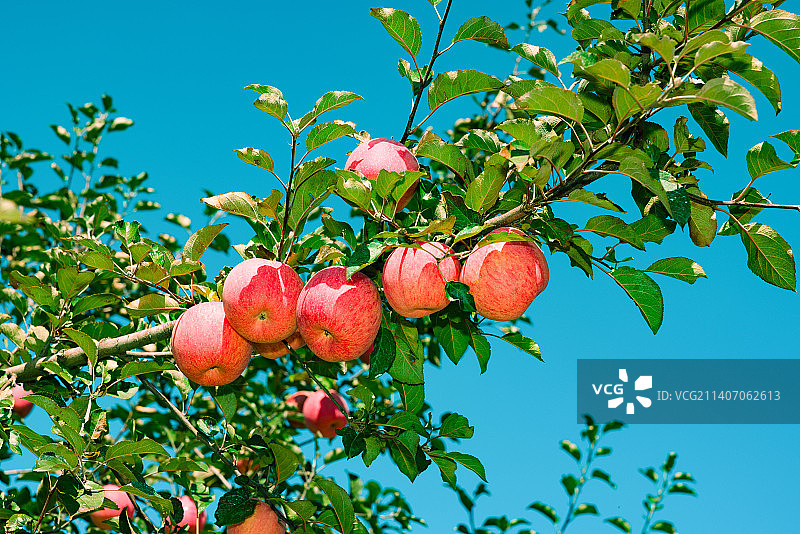 成熟的洛川苹果图片素材