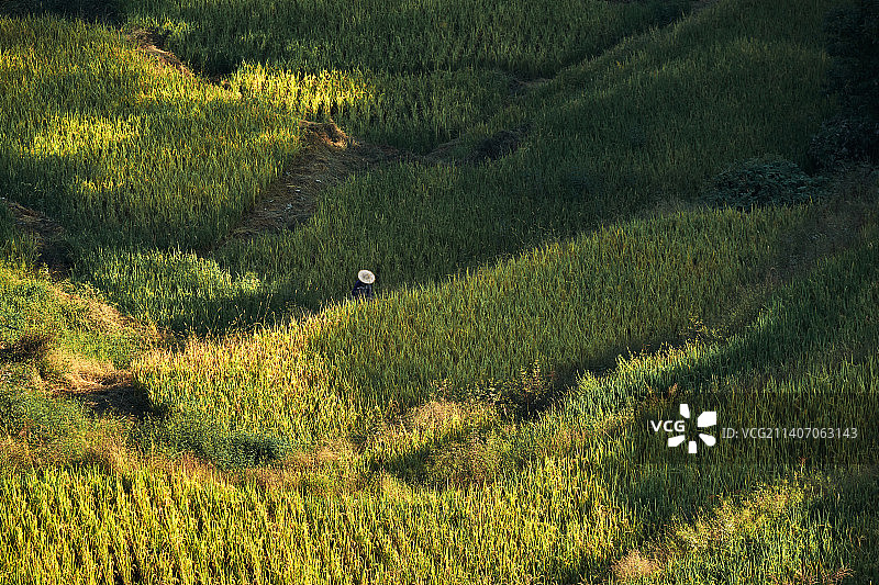 在稻田里劳作的农民图片素材