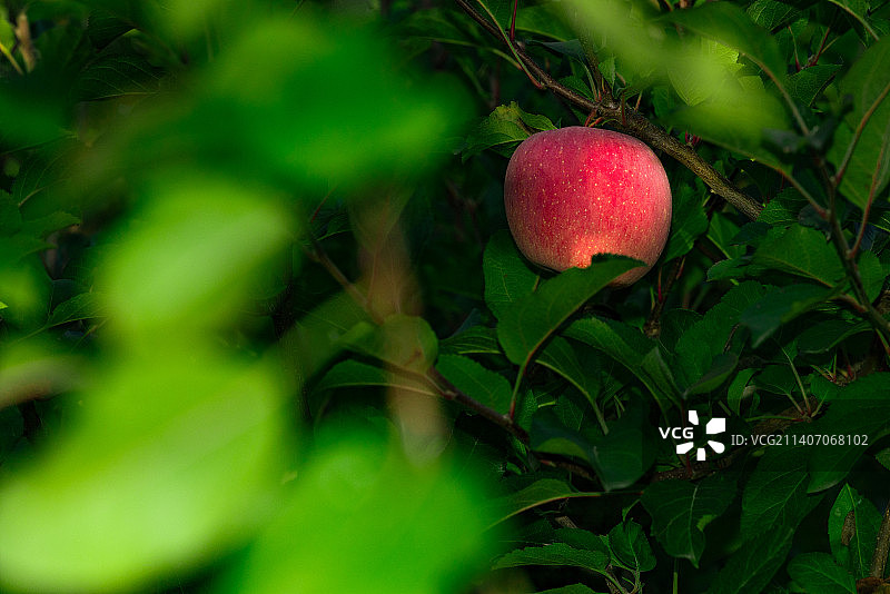 成熟的洛川红富士苹果图片素材