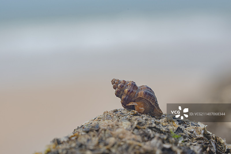 海边礁石上一只海螺特写图片素材