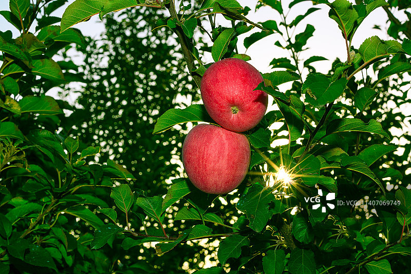 成熟的洛川红富士苹果图片素材