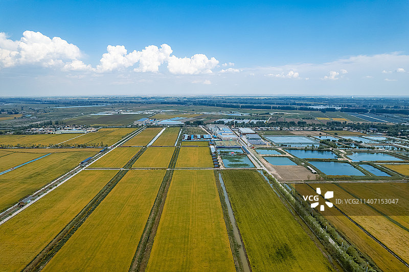 宁夏农业试点贺兰县稻渔空间图片素材