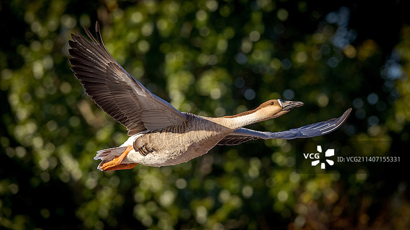飞行的鸿雁（2张）图片素材