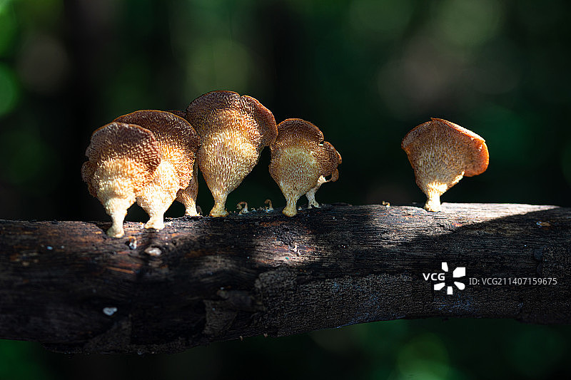 树上蘑菇的特写镜头图片素材