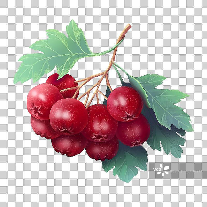 山楂写实风格插画图片素材