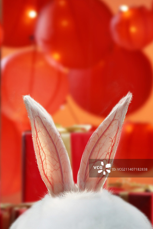 兔子耳朵图片素材