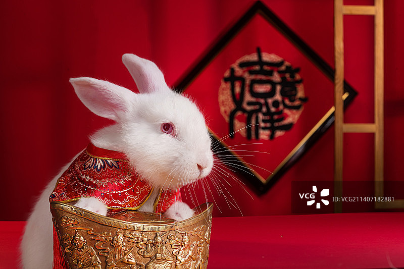 可爱的小白兔图片素材