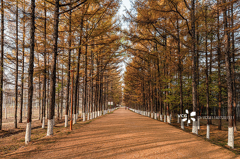 黄金大道-中国长春百木园秋季风景图片素材