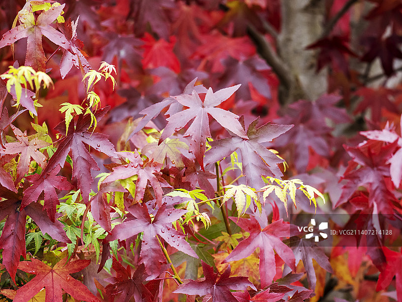 英国湖区安布尔赛德花园中的秋季枫香树图片素材