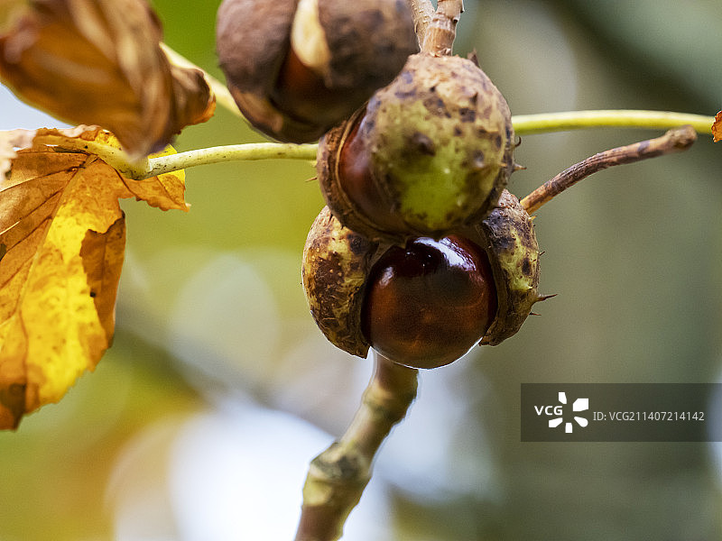 英国湖区安布尔赛德的七叶树上的欧洲七叶树果壳图片素材