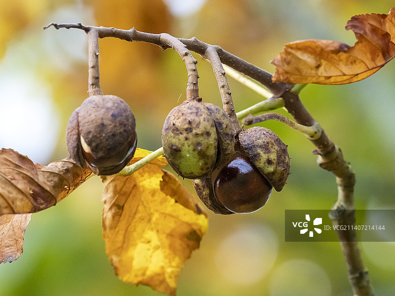 英国湖区安布尔赛德的七叶树上的欧洲七叶树果壳图片素材