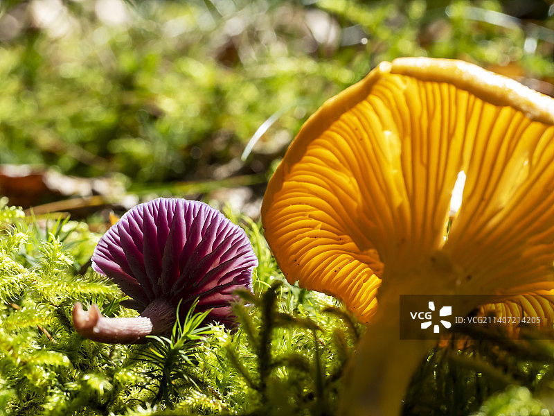 紫水晶蘑菇，Laccaria amethystina，英国湖区安布尔赛德附近的林地中的其他真菌图片素材