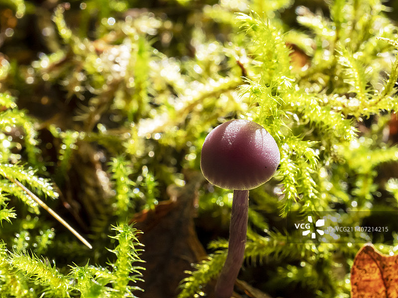 湖区安布尔赛德附近林地的紫水晶蘑菇图片素材
