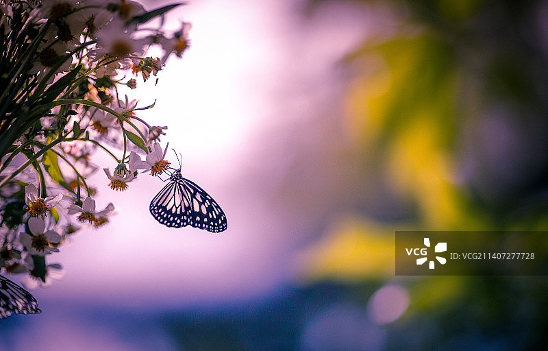 初秋时节~北京植物园蝴蝶授粉特写图片素材