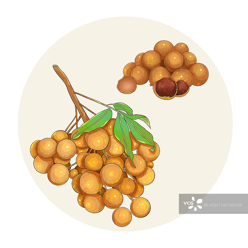 手绘水彩中药药材桂圆插画图片素材