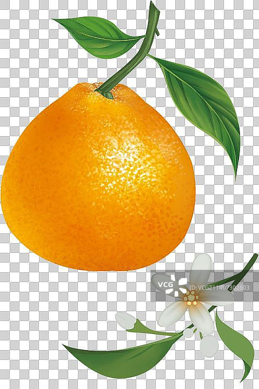 粑粑柑 带花 写实插画 免抠图片素材