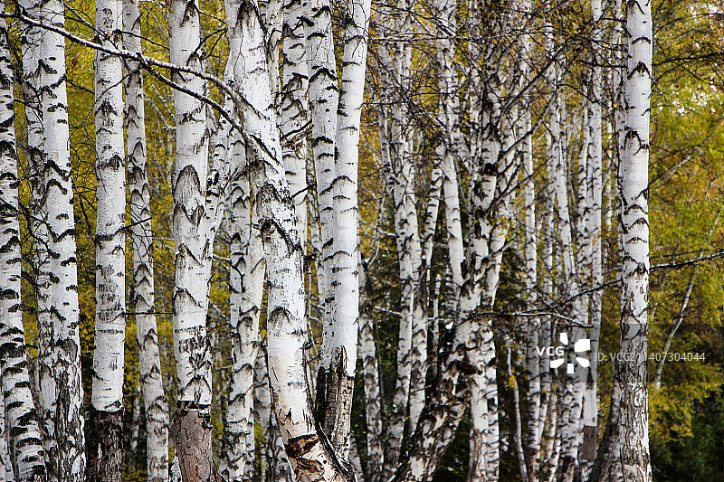 白桦林图片素材